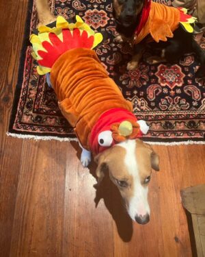 Jim Cramer Instagram - Happy Thanksgiving to all!