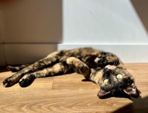 Jimmi Simpson Instagram - I was leaving the house & saw Peebs had set up a photo shoot in a sunbeam so I had to oblige. Happy #caturday 🐱