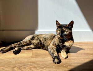 Jimmi Simpson Instagram - I was leaving the house & saw Peebs had set up a photo shoot in a sunbeam so I had to oblige. Happy #caturday 🐱