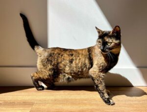 Jimmi Simpson Instagram - I was leaving the house & saw Peebs had set up a photo shoot in a sunbeam so I had to oblige. Happy #caturday 🐱