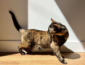 Jimmi Simpson Instagram - I was leaving the house & saw Peebs had set up a photo shoot in a sunbeam so I had to oblige. Happy #caturday 🐱