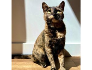 Jimmi Simpson Instagram - I was leaving the house & saw Peebs had set up a photo shoot in a sunbeam so I had to oblige. Happy #caturday 🐱