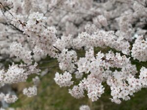 Jiro Instagram - 弘前公園。
岩木山撮っちゃうよね。
弘前公園の桜はぶりんぶりんでした。