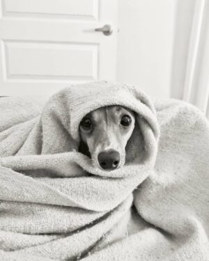 Joanie Gonthier Instagram - Olaf ❤
.
.
.
.
.
 #iggy #italiangreyhound #doglover #dogsofinsta #sunday #weekend #mtl