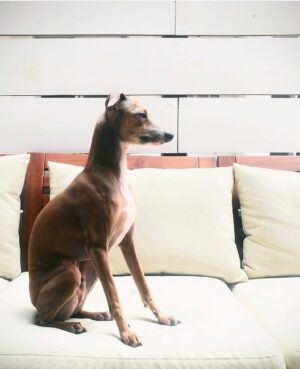 Joanie Gonthier Instagram - Ever get the feeling that your dog(s) is (are) your guardian angel (s)? .
.
.
.
.
#unconditionallove #iggy #dogs #doglover #puppy