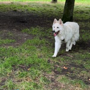 Joann Sfar Instagram - Une des rares personnes que la situation actuelle n'angoisse pas trop. Mon chien: animal philosophe depuis Diogène.