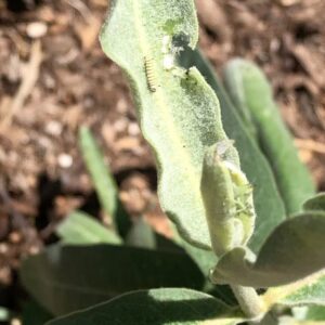 Joanna Going Instagram - I was so happy to attend the Southern California Monarch & Milkweed Conference yesterday, and then find a whole crew of teeny tiny baby caterpillars on my milkweed today! Thank you to all the wonderful teachers @samofund @theodorepayne @yesyesnursery @xercessociety @artemisia.nursery @a_wandering_ecologist @bugbobphoto @plant_material 
#savethemonarchs #milkweedformonarchs