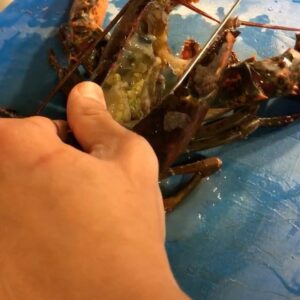 João Alcantara Instagram - Porque nossa lagosta chega morta? 

Durante os 10 anos que morei na Europa, escutei alguns cozinheiros perguntando porque no Brasil não tinha peixe. Engraçado para não dizer trágico! 

Vivo em um país com a maior bacia hidrográfica do mundo e miles de kilómetros de água sagrada. E pq nosso peixe não chega fresco? Pq não respeitamos essa cadeia? 

Eu lido com a morte todos os dias e tenho o dever de lidar com toda essa cadeia. Conhecer, comprar e levar o animal no seu melhor nível. Se essa busca não for incansável você não serve para servir. 

Deixo um espaço para resposta do @amaral_iguariasdomar um cara que tive o prazer de conhecer e tem como mantra essa batalha.

Em vídeo: Justin um jovem cozinheiro da FOgO em seu primeiro contato com esse animal espetacular. Me orgulho de ter formado cozinheiros com esse mesmo discurso do textão aí de cima!