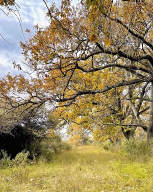 Joaquín Furriel Instagram - 🍂 🍁

La última me representa hoy