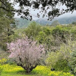 Jocelin Donahue Instagram - 🌱🌸🌱
