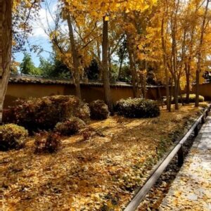 Jocelin Donahue Instagram - Kept my annual date with the Ginkgo trees 💛