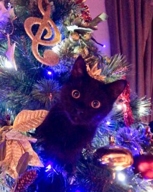 Jodie Prenger Instagram - Binx taking tips from the naughty elf. Nothing to see here, nope nothing at all lol 😂😂😂😂😂#catsofinstagram #christmascat