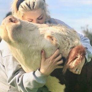 Jodie Prenger Instagram - I think someone was happy to see me this morning....wish I’d videoed her. Literally a slow motion run..... Hug me now mama! #farmlife #cows #cowsofinstagram #rescue #rescuecow