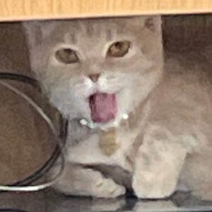 Joe Taslim Instagram - This is ELLIE my Cat 🐈, and I am her Joel 🔫