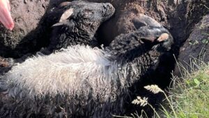 Joel McHale Instagram - Well… I think my family and I did the most Irish thing we could have while in Ireland…we saved two lambs. My 15yr old Isaac & my nephew Jackson happened upon(this is how I talk now) the mud-stranded guys and we pulled them from, what the Irish call…a dirty bog. The second one was more trapped and deeper so you’ll see his back legs were fully asleep. He was running and bleating two minutes later. And in true Irish graciousness—-the heard took us out for a pint afterwards. Eddie and Pricilla coached me well. #ireland #eringobragh #achillisland #castlebar #lamb #lambylambs