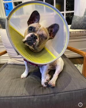 Joel McHale Instagram - I know that social media is where people has over-sharinginto an art—-but/and I’ve shared photos of our beloved Bean Bag the Frenchie over the years, so I thought I would tell you how he is doing. As you can see from the photos he’s lost his left eye. We’re not sure exactly how he injured it but his cornea had been poked or ripped somewhere in his outside adventures, and there was nothing we could do other than removal since the eye was quite damaged. Our amazing veterinarian did everything she could to save the eye, but this was the best way to go and I’m so glad to report that Bean Bag is doing terrifically and he’s back to his wonderful, energetic maniac behavior. He’s relearning to catch food out of mid air again, but he’s definitely iback to harassing his brothers —-Cowboy the Pug and Harry the white dog. The amount of worry and tears @semchale and I have shed were alarming but then I’m always reminded that the ancient Egyptians, Greeks, Chinese, and Romans always included their pets in art and tombs. Makes perfect sense to me. We love this dog and our dogs so much. And there you have it #OverShared #BeanbagTheDog #GoHuskies #GoDawgs