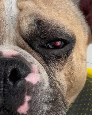 Joel McHale Instagram - I know that social media is where people has over-sharinginto an art—-but/and I’ve shared photos of our beloved Bean Bag the Frenchie over the years, so I thought I would tell you how he is doing. As you can see from the photos he’s lost his left eye. We’re not sure exactly how he injured it but his cornea had been poked or ripped somewhere in his outside adventures, and there was nothing we could do other than removal since the eye was quite damaged. Our amazing veterinarian did everything she could to save the eye, but this was the best way to go and I’m so glad to report that Bean Bag is doing terrifically and he’s back to his wonderful, energetic maniac behavior. He’s relearning to catch food out of mid air again, but he’s definitely iback to harassing his brothers —-Cowboy the Pug and Harry the white dog. The amount of worry and tears @semchale and I have shed were alarming but then I’m always reminded that the ancient Egyptians, Greeks, Chinese, and Romans always included their pets in art and tombs. Makes perfect sense to me. We love this dog and our dogs so much. And there you have it #OverShared #BeanbagTheDog #GoHuskies #GoDawgs