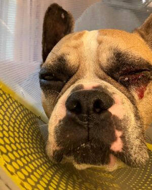 Joel McHale Instagram - I know that social media is where people has over-sharinginto an art—-but/and I’ve shared photos of our beloved Bean Bag the Frenchie over the years, so I thought I would tell you how he is doing. As you can see from the photos he’s lost his left eye. We’re not sure exactly how he injured it but his cornea had been poked or ripped somewhere in his outside adventures, and there was nothing we could do other than removal since the eye was quite damaged. Our amazing veterinarian did everything she could to save the eye, but this was the best way to go and I’m so glad to report that Bean Bag is doing terrifically and he’s back to his wonderful, energetic maniac behavior. He’s relearning to catch food out of mid air again, but he’s definitely iback to harassing his brothers —-Cowboy the Pug and Harry the white dog. The amount of worry and tears @semchale and I have shed were alarming but then I’m always reminded that the ancient Egyptians, Greeks, Chinese, and Romans always included their pets in art and tombs. Makes perfect sense to me. We love this dog and our dogs so much. And there you have it #OverShared #BeanbagTheDog #GoHuskies #GoDawgs
