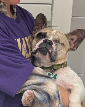 Joel McHale Instagram - I know that social media is where people has over-sharinginto an art—-but/and I’ve shared photos of our beloved Bean Bag the Frenchie over the years, so I thought I would tell you how he is doing. As you can see from the photos he’s lost his left eye. We’re not sure exactly how he injured it but his cornea had been poked or ripped somewhere in his outside adventures, and there was nothing we could do other than removal since the eye was quite damaged. Our amazing veterinarian did everything she could to save the eye, but this was the best way to go and I’m so glad to report that Bean Bag is doing terrifically and he’s back to his wonderful, energetic maniac behavior. He’s relearning to catch food out of mid air again, but he’s definitely iback to harassing his brothers —-Cowboy the Pug and Harry the white dog. The amount of worry and tears @semchale and I have shed were alarming but then I’m always reminded that the ancient Egyptians, Greeks, Chinese, and Romans always included their pets in art and tombs. Makes perfect sense to me. We love this dog and our dogs so much. And there you have it #OverShared #BeanbagTheDog #GoHuskies #GoDawgs