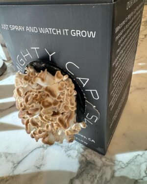 Joel McHale Instagram - This is a friend of mine‘s company @mightycapmushrooms I am not being paid for this(other than with this enormous, Italian oyster mushroom that I’ll be cooking with chicken or beef or both). You can get these boxes and grow a mushroom in the comfort of your kitchen, bedroom, liquor cabinet etc. That first picture is from yesterday and the second picture is from THIS MORNING. It’s a really cool thing and the mushrooms grow faster than Godzilla after being radiated. Go to @mightycapmushrooms and get yours today. #mightycapmushrooms.