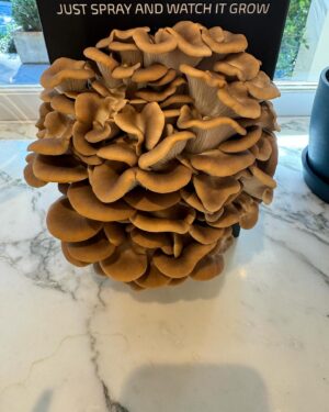 Joel McHale Instagram - This is a friend of mine‘s company @mightycapmushrooms I am not being paid for this(other than with this enormous, Italian oyster mushroom that I’ll be cooking with chicken or beef or both). You can get these boxes and grow a mushroom in the comfort of your kitchen, bedroom, liquor cabinet etc. That first picture is from yesterday and the second picture is from THIS MORNING. It’s a really cool thing and the mushrooms grow faster than Godzilla after being radiated. Go to @mightycapmushrooms and get yours today. #mightycapmushrooms.