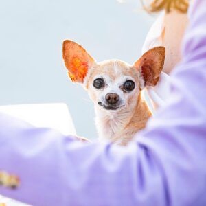Joey Richter Instagram - Happy Gotcha Day to our Best Girl / Love of Our Life / Head Supervisor / Favorite Mean Girl!!! We are fucking obsessed with her, did u know?

#diane #rescuedog #rescuedogsofinstagram #adoptdontshop #chihuahua #meangirl 

All photos by @annielesser except the last one is from @wjstrobelight !
