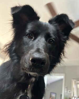 John Silver Instagram - Been 1 year since we brought floppy home