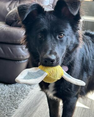 John Silver Instagram - Been 1 year since we brought floppy home