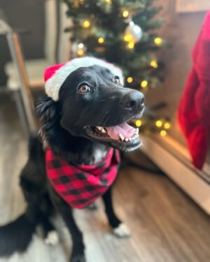John Silver Instagram - Merry Christmas!