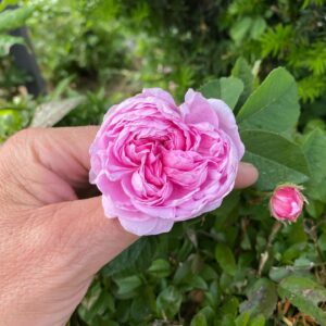 John Taylor Instagram - Några rosor. 
Roald Dahl
Kordes Aloha
Queen of Sweden
Stanwell Perpetual
A Lark Ascending
Okänd fin gammaldags ros som fanns när vi tog över trädgården.
(Blåste ordentligt så fick hålla i blommorna). 😂😂