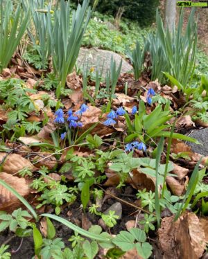 John Taylor Instagram - En liten växtpromenad idag. Ramslök, Scilla, Dårört (Scopolia spp) och Corydalis ’Purple Bird’.