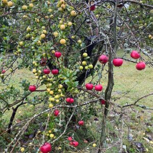 John Taylor Instagram - Magin som är gamla äppelodlingar. 💙🍎 
Att plocka i lätt regn älskar jag. Regnkläder på förstås och tjocka knäskydd i byxorna eftersom hälften av frukten plockas genom att krypa runt på knäna😂 #fallfrukt #svenskaäpplen #cider