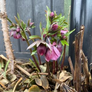 John Taylor Instagram - Några små vårtecken finns i trädgården. 😀Crocus. Julros. Spenat (sått i januari). Brysselkål.