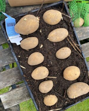 John Taylor Instagram - Vi fick lite gjort på kolonin i söndags. Tömde komposten och förbättrade jorden i grönsakslandet. Förgroning av potatis. Pocohontas, Laura och Glorietta. Sådde 5 sorters tomat.