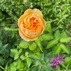 John Taylor Instagram - Några rosor. 
Roald Dahl
Kordes Aloha
Queen of Sweden
Stanwell Perpetual
A Lark Ascending
Okänd fin gammaldags ros som fanns när vi tog över trädgården.
(Blåste ordentligt så fick hålla i blommorna). 😂😂