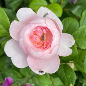 John Taylor Instagram - Några rosor. 
Roald Dahl
Kordes Aloha
Queen of Sweden
Stanwell Perpetual
A Lark Ascending
Okänd fin gammaldags ros som fanns när vi tog över trädgården.
(Blåste ordentligt så fick hålla i blommorna). 😂😂