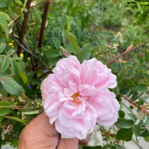 John Taylor Instagram - Några rosor. 
Roald Dahl
Kordes Aloha
Queen of Sweden
Stanwell Perpetual
A Lark Ascending
Okänd fin gammaldags ros som fanns när vi tog över trädgården.
(Blåste ordentligt så fick hålla i blommorna). 😂😂