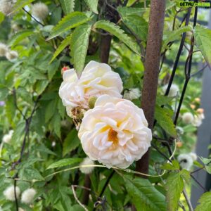 John Taylor Instagram - Några rosor. 
Roald Dahl
Kordes Aloha
Queen of Sweden
Stanwell Perpetual
A Lark Ascending
Okänd fin gammaldags ros som fanns när vi tog över trädgården.
(Blåste ordentligt så fick hålla i blommorna). 😂😂