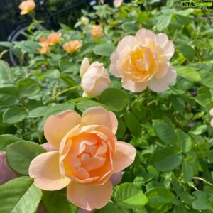 John Taylor Instagram - Några rosor. 
Roald Dahl
Kordes Aloha
Queen of Sweden
Stanwell Perpetual
A Lark Ascending
Okänd fin gammaldags ros som fanns när vi tog över trädgården.
(Blåste ordentligt så fick hålla i blommorna). 😂😂