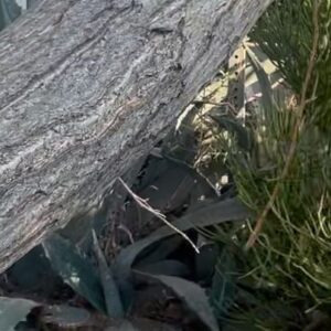 Jojo T. Gibbs Instagram - CORA BORA…aka another one….God is good 🙌🏾…plus a video of a tree falling on our van on set. Good signs loll 

CORA BORA will be in THEATERS June 14, 2024 

Starring @megsstalter, @jojotgibbs, @mannyjacinto, @aydenmayeri, @thomas_mann, @theandrehyland, @hicaitlinreilly, @chrissiefit, @heatherrelizabethh, @surefineokay, @chelsanity, @darrellchammond, and @margaret_cho
Director: @whuttsthebigdeal
Writer: @rhi.an.on
DP: @senda.bo
Music by: @miyafolick
Produced by @malloryaschwartz, @jeffreysoros, @sihorsman
Distributor: @brainstormmediaofficial 
EP’s: @tristanscottbehrends @morgan_earnest @andrew.blau @ldrodg @rhi.an.on @losangelesmediafund @neonheartproductions
Co- Producer: @tristanscottbehrends
Associate Producers: @kananidatan @sofialauwers
Line Producer: @flawless_affect
Casting by @kategellercasting 
PD: @mfentwin
Costumes: @ruckusaurus
MU: @rozmusic5
Hair: @girljamie
Location Manager @heyuitsmelauren
Sound: @mike_rob_sound
Editor: @tincannon
Color: @alkemiccolor
Music Supervision: @philboy_q
Post Sound by @watermansound
Full C&C IG LIST