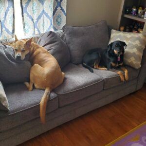 Jon Huber Instagram - Quarantine update #2

Dogs
3 legged cats
Insane 2 year old
Fat Ham cat
More Dogs
Sheiky
Publix uniform for mom
Zoom Jiu-jitsu 
Etc. In no particular order

Thoughts Larry?