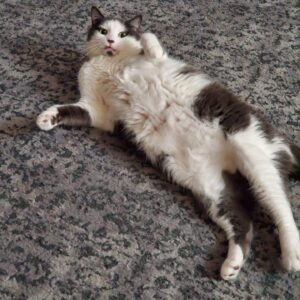 Jon Huber Instagram - Quarantine update #2

Dogs
3 legged cats
Insane 2 year old
Fat Ham cat
More Dogs
Sheiky
Publix uniform for mom
Zoom Jiu-jitsu 
Etc. In no particular order

Thoughts Larry?