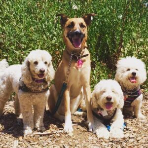 Jon Watts Instagram - Apparently my dog Donut started a band