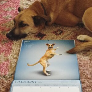 Jon Watts Instagram - In honor of national dog day, here is a pic of my dog Donut posing with her Yoga Dogs calendar