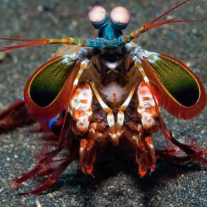 Jonas Ems Instagram - in welches tier würdet ihr euch gerne verwandeln? interessiert mich realtalk. ich wäre gern ein mantis shrimp 🦐 (slide 4). die sind ziemlich cool
