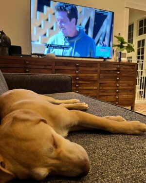 Jonathan Knight Instagram - Apparently Oliver wasn’t impressed with his Dad being on TV tonight! @sweetpawsrescue #rocktheblock