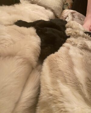 Jonathan Ross Instagram - My Pug relaxing in a gap in the couch. Low tension remake 127 Hours. Photo and joke courtesy @lulutyas