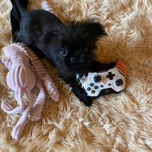 Jonathan Ross Instagram - Most days I be play Titanfall on x box and Spooky sits on my lap or my shoulder. Yesterday I was out and he fetched this for Jane! He missed his game.