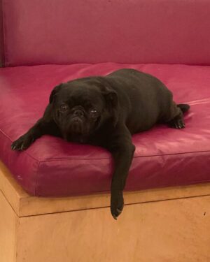 Jonathan Ross Instagram - Virus or no virus, he’s Chillin