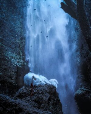Jonathan Whitesell Instagram - Moro 🐺⁣ #princessmononoke
⁣
"The trees cry out as they die, but you cannot hear them. I lie here. I listen to the pain of the forest and feel the ache of the bullet in my chest, and I dream of the day I will finally crunch that gun-woman's head in my jaws."